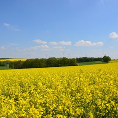 Rapsfelder mit Windrädern in Hügellandschaft