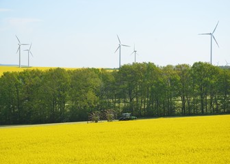 Traktor mit Hänger unterwegs auf landwirtschaftlicher Nutzfläche - Rapsfeld blüht