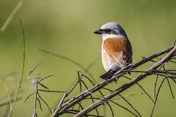 Neuntöter (Lanius collurio)