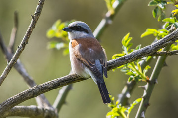Neuntöter (Lanius collurio)