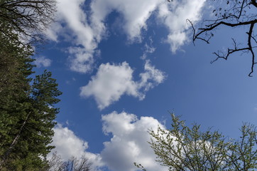 Background of sky, clouds and top at trees, Pancharevo, Bulgaria 