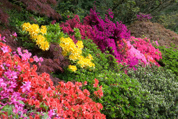 Obraz premium Azaleas in Full Bloom