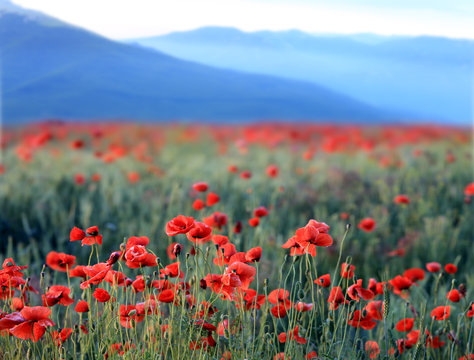 red poppies flowers in mountains