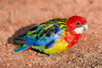 Rosellasittich (Platycercus eximius) Eastern Rosella