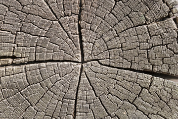 Old wood with cracks and cracked wood board.