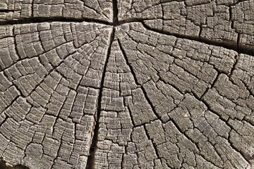 Old wood with cracks and cracked wood board.