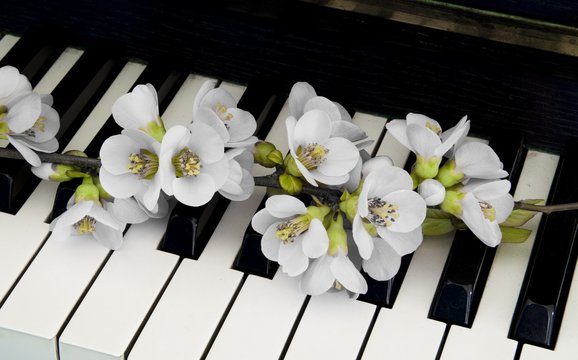 Fototapeta Condolence card - flower on piano