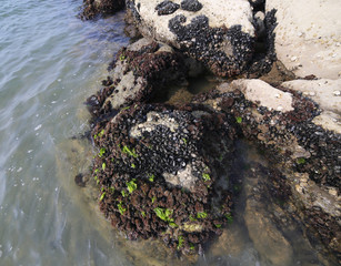 mussels attached to rocks of the Adriatic Sea