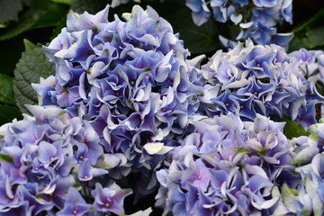 Purple Hydrangeas