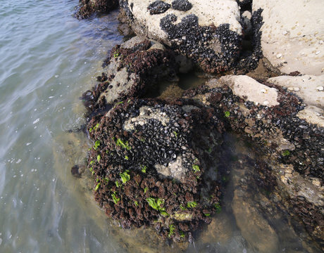mussels attached to rocks of the Adriatic Sea