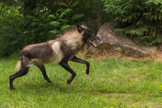 Fototapeta Black Phase Grey Wolf (Canis lupus) Jumps Forward