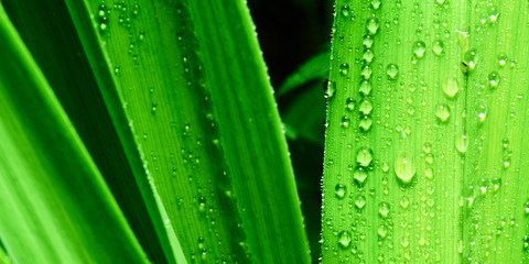 Macro photo of water drops on a green grass