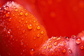 Macro photo of red flower petals covered with water drops