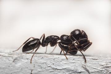 Black Carpenter Ant Macro