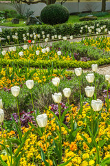 Weiße Tulpe im Park
