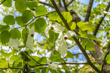 Taschentuchbaum (davidia involucrata)