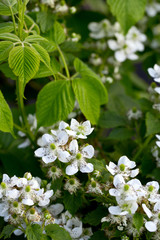 blooming blackberry bush