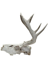 side view of animal skull on white.