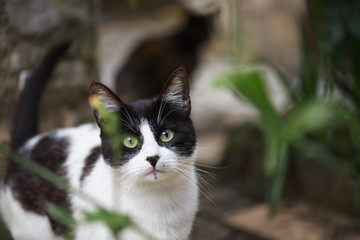 Cats in the garden on a rainy day