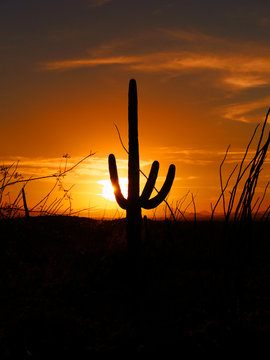 Sonoran Sunset-Silhouetted saguaro cactus against an orange sky at sunset at Saguaro National Park.