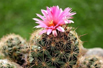 Pink flowering cactus on a green grass background  
