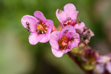 Elephant's ears Bergenia cordifolia and ant