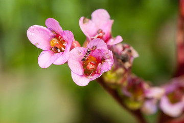 Obraz premium Elephant's ears Bergenia cordifolia and ant