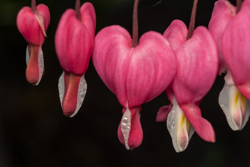 Bleeding heart Lamprocapnos spectabilis Dicentra spectabilis