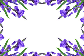 spring flowers  iris isolated on white background. beautiful flo