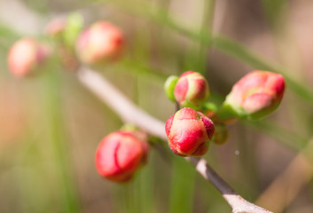 Obraz na płótnie Canvas Bright pink buds of a quince close up
