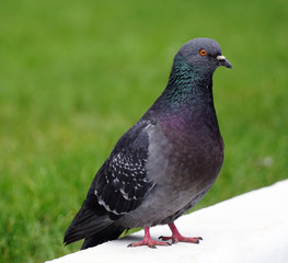 Obraz premium urban pigeon walks over the white curb