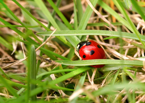 Ladybug among a green grass
