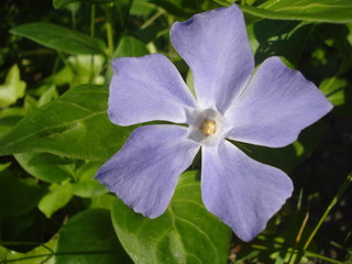 Vinca flower close up © adinamnt