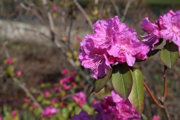 Beautiful pink Rhododendron tree blossoms