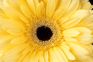 macro shot of yellow daisy
