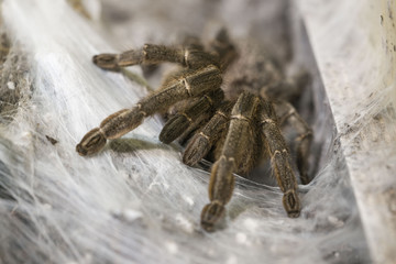 Ceratogyrus Marshalli Tarantula