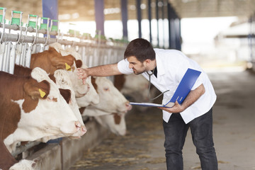 Vet Working On Simmental Cows