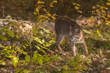 Bobcat (Lynx rufus) Turns Left