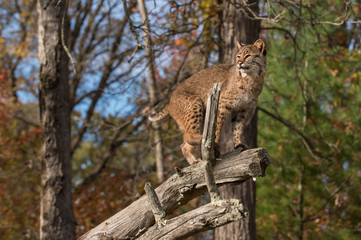 Bobcat (Lynx rufus) Looks Left Atop Branch
