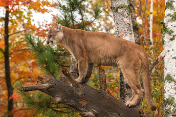 Adult Male Cougar (Puma concolor) on Branch Looks Left