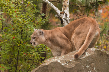 Naklejka na ściany i meble Adult Male Cougar (Puma concolor) Looks Left Behind Rock