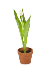 white tulip in a flower pot