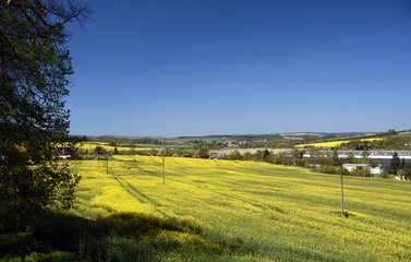 Fototapeta na wymiar Yellow fields near Kdyne town