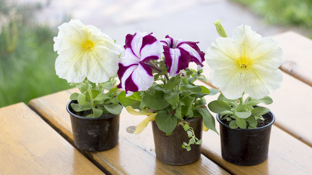Petunia flower in a small plastic container on a wooden plank