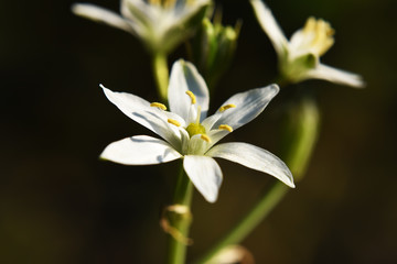 Fototapeta na wymiar White bloom flower detail