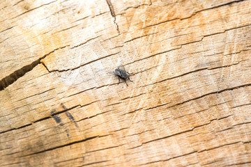 Fly insect on tree trunk