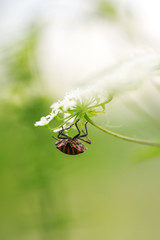 Red and black shield bug on white flower