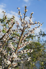 Spring apricot blossom in the garden