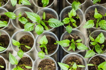 Sprout of green pepper