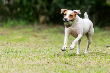 Obraz premium Jack Russell Terrier Playing With A Tennis Ball